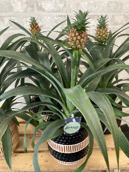 Ananas + céramique
