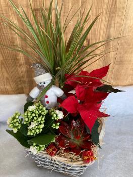 Jardin de plante NOËL