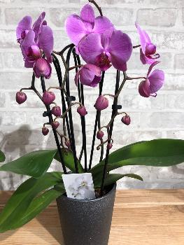 Orchidée cascade 2 tiges