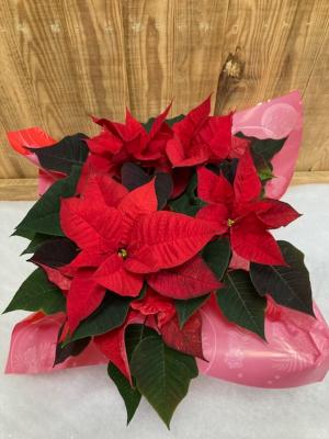 Poinsettia