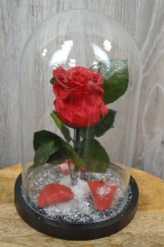 Magic Bell