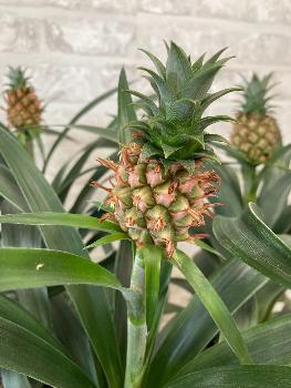 Ananas + céramique