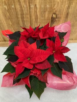 Poinsettia