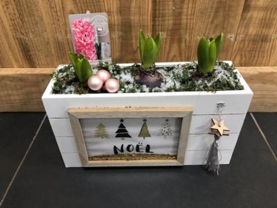 Coffret Jacinthes de Noël