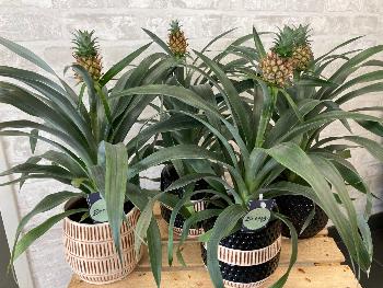 Ananas + céramique