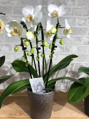 Orchidée cascade 2 tiges